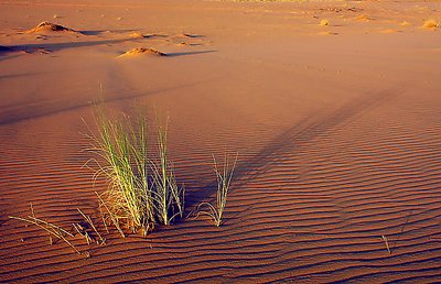 Sunrise in desert.....