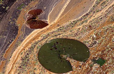 Edge of the Pond