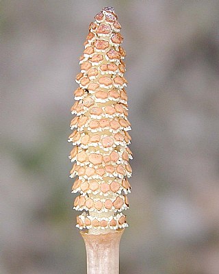 Equisetum Flowering