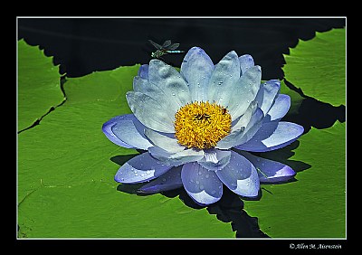 Waterlily (d6623)