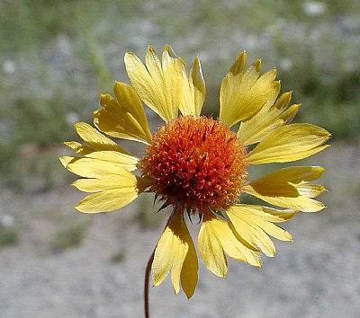 Blanket Flower