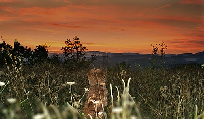 Dog staring at the red sky