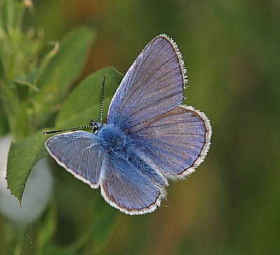 Lysandra bellargus