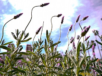 Floral dance