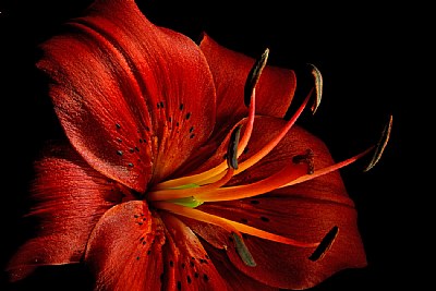 red oriental lily- close bright