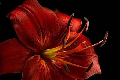 red oriental lily- close dark
