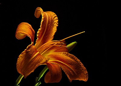 common day lily 2