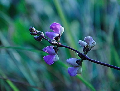 Bean Flower