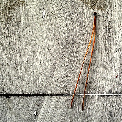 pine-needle