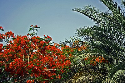 Color & Palms