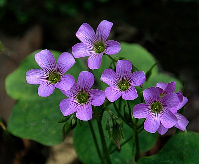 Oxalis violacea