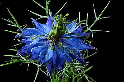 nigella 2