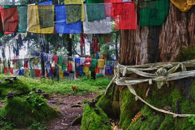 Sacred pine tree, Coronation throne complex -  Yuksom India