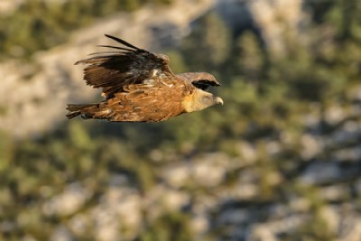 Gyps fulvus