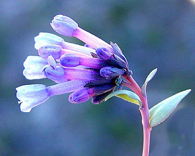 Bluebells