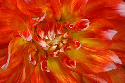 close light dahlia 2