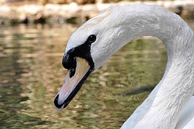 Swan