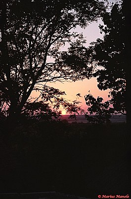 Sunset Through the Trees