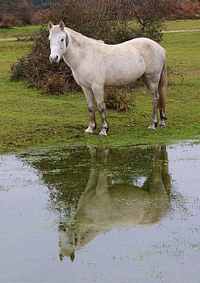 Reflections