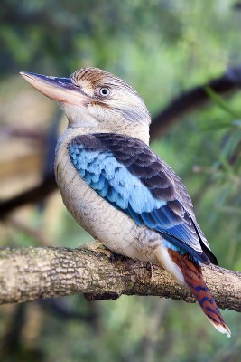 Kookaburra