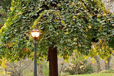 Tree & Lamp Post