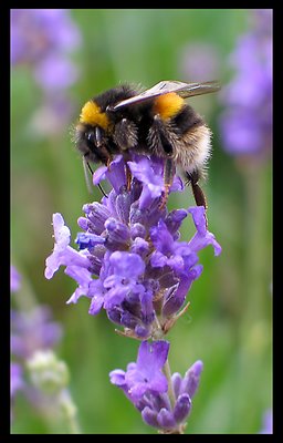 Garden Bee