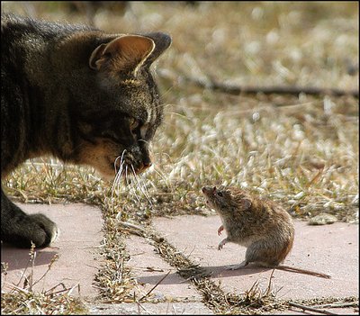 Cat&Mouse