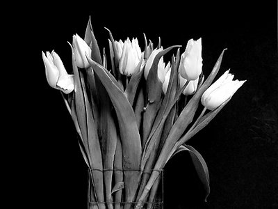 B&W Tulips