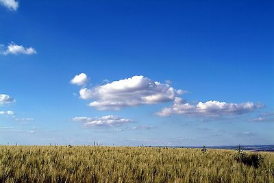 Springtime Wheat Field