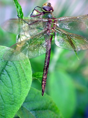 Early Morning Dragonfly