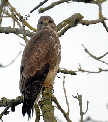 Red kite