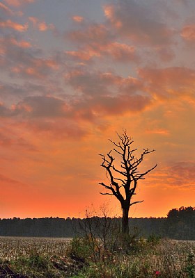 Farmers Field Sunset