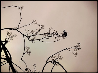 winter twigs