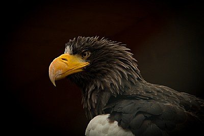 Riesenseeadler