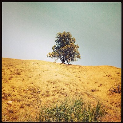 Lone tree