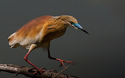 Sgarza ciuffetto