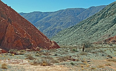 Cactus & Three Mountains