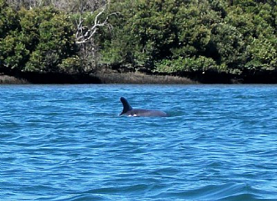 Dolphin in mangroves