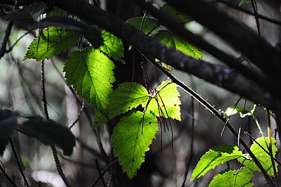 Forest Leaves