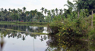 Village of Bengal