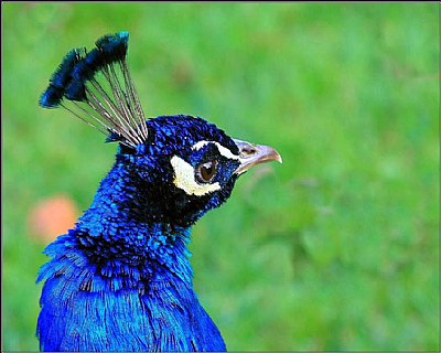 a peacock