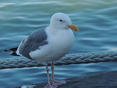 Seagul