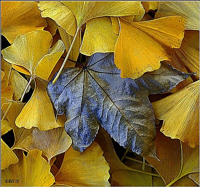 Among Gingko