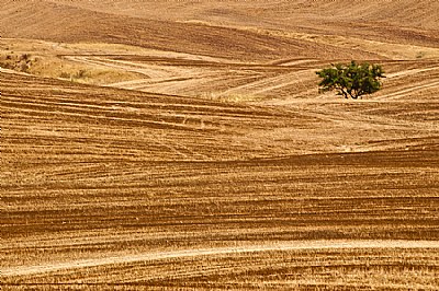 harvest