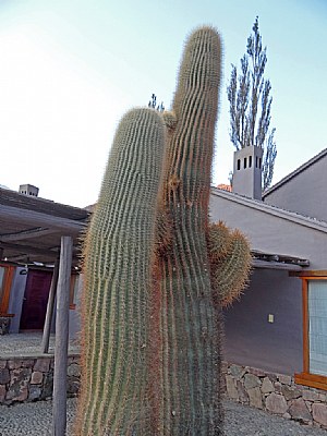 Giant Cactus & Tree