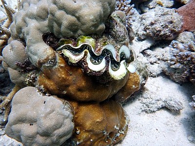 Will be a Giant Clam