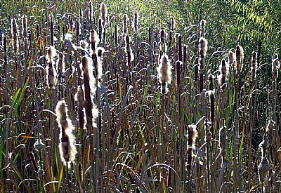 Cat Tails!