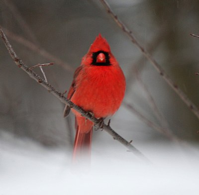 Cardinal