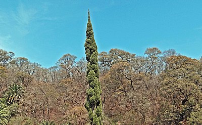 Cypress & Other Trees