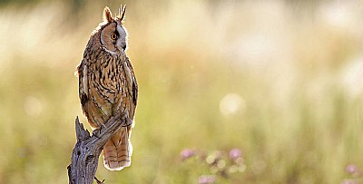 Long Eared Owl Portrait